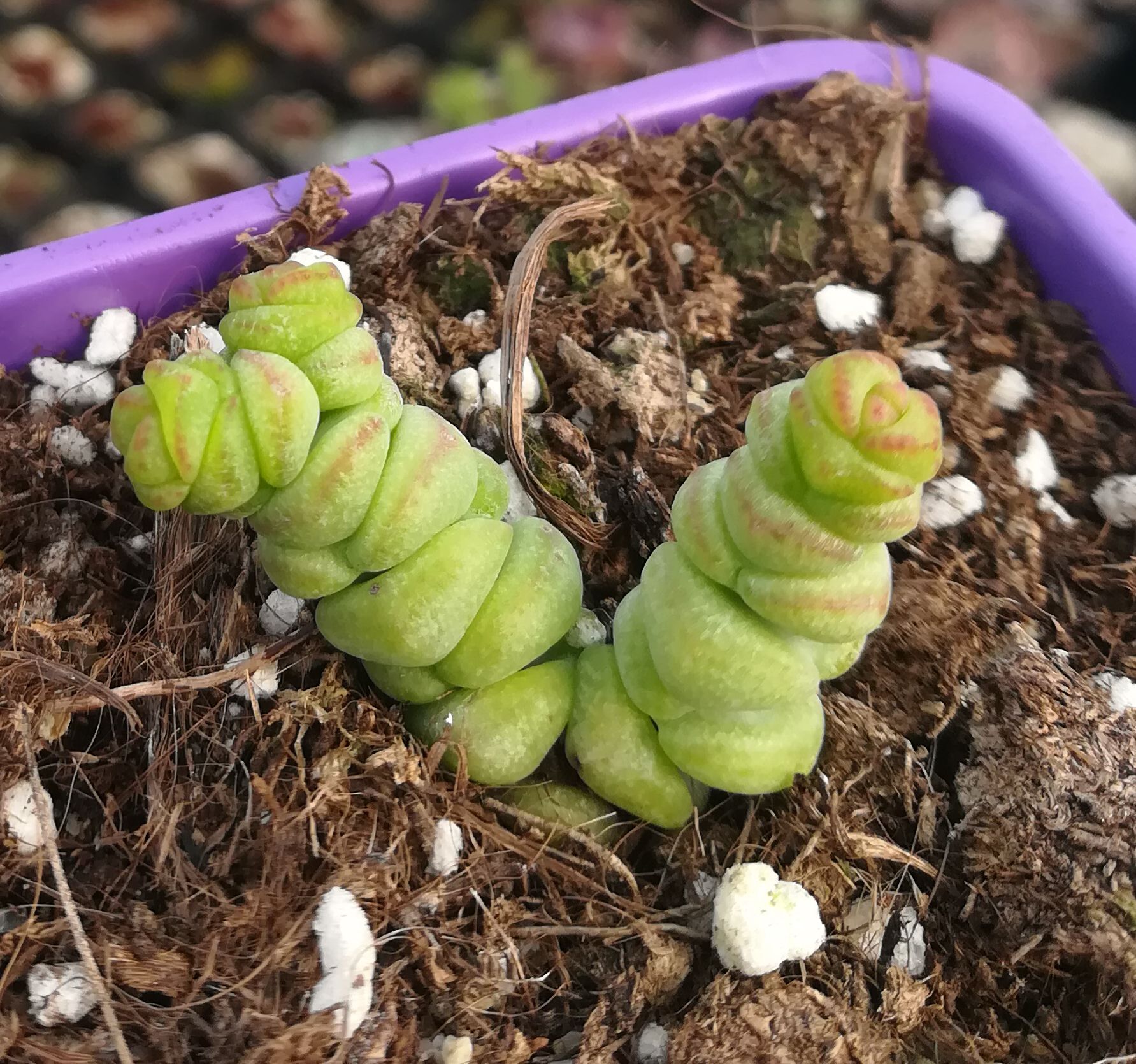 植物迷你进口多肉小钱双头防辐射绿植盆栽创意多肉植物