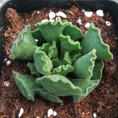 赤兔水泡多肉植物神想曲草莓蛋糕赤玉梅花鹿天锦章稀有贵货萌肉肉