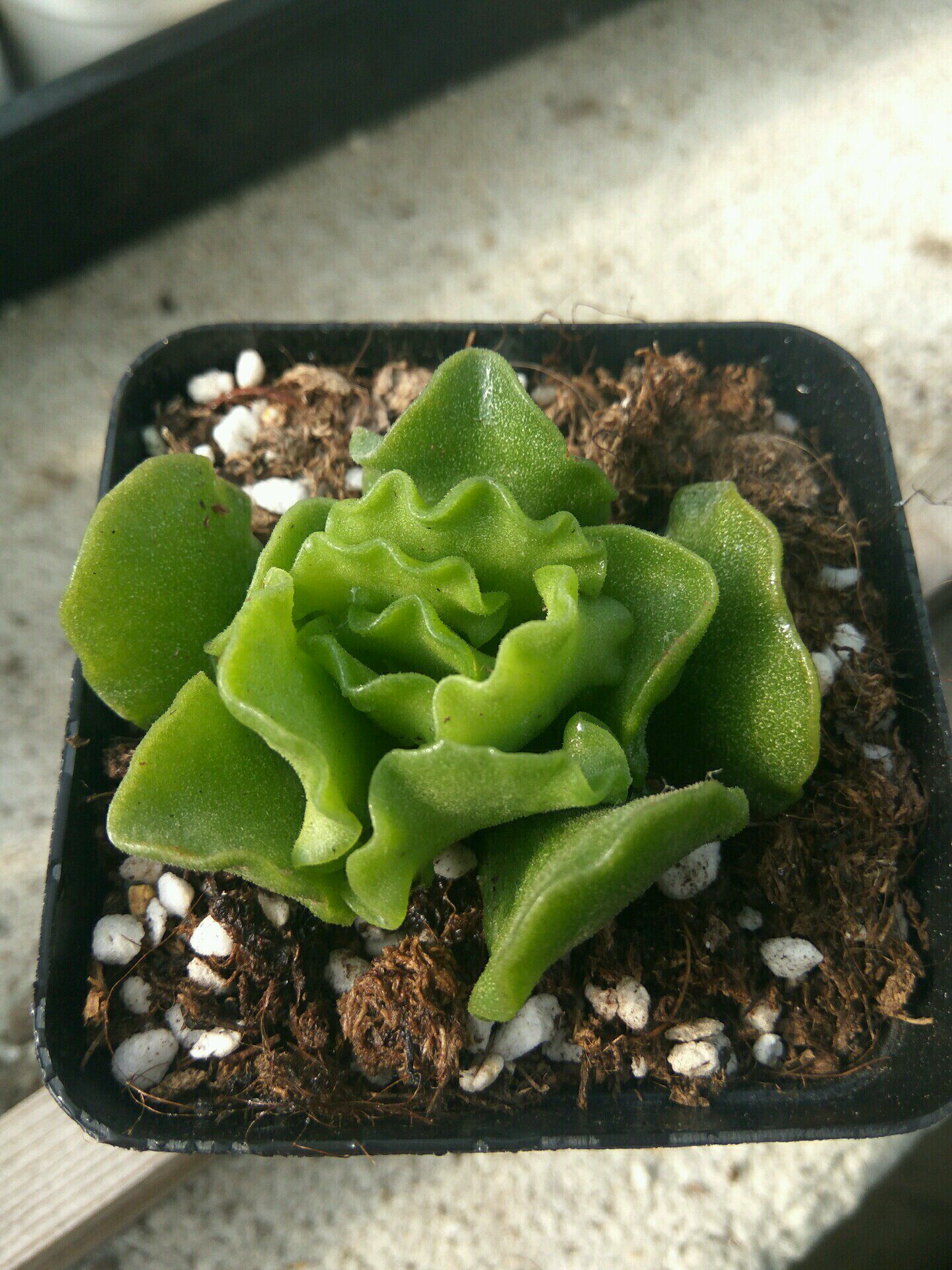 翡翠蛋糕水泡景天科天锦章属防辐射绿植盆栽进口多肉植物