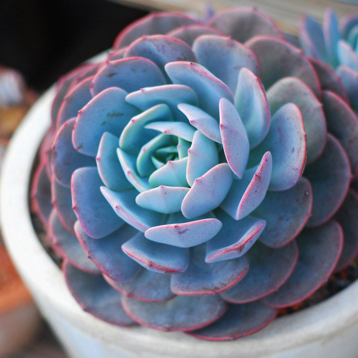 多肉花卉草莓观音萌肉园艺花卉园盆栽植物防辐射多肉植物