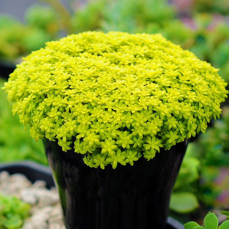 奥普琳娜多肉植物组合盆栽稀有贵货萌肉肉绿植辐射园艺花卉肉嘟嘟-图2