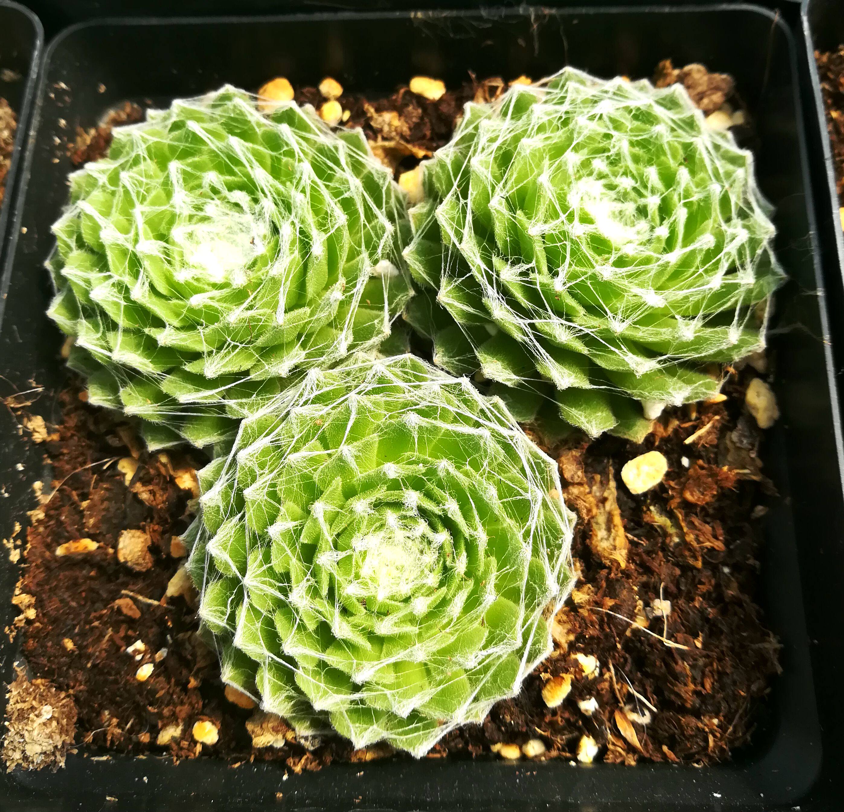 植物多肉蛛丝卷娟3个单头防辐射绿植盆栽创意多肉植物