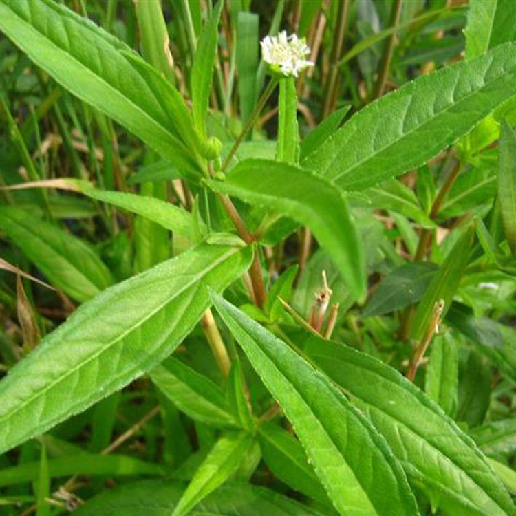 现采新货新鲜中药材野外旱莲草墨头草旱墨莲鳢肠猪牙草墨旱莲100g