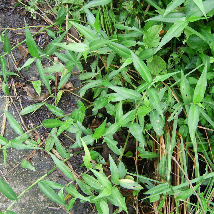 现采新鲜中药材野生鸭趾草竹叶草鸭跖草鸭脚草碧竹草竹鸡草500g