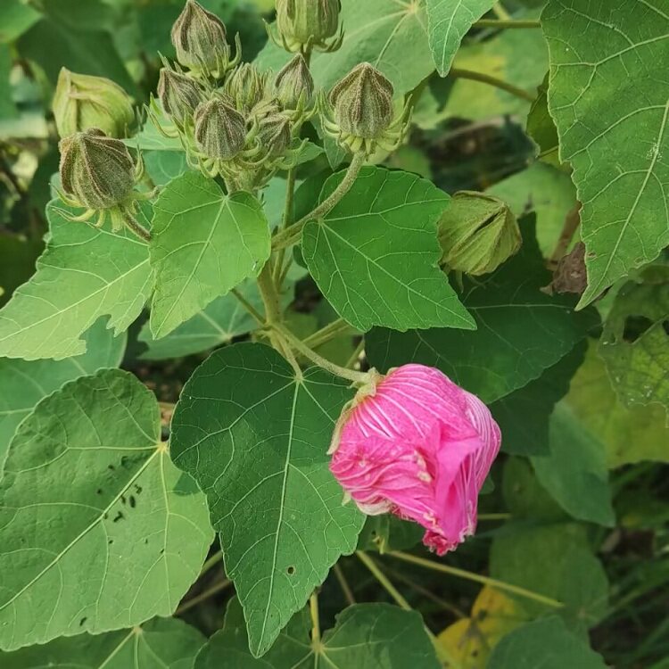 芙蓉新鲜木芙蓉根现中草药500g醉酒芙蓉花拒霜花木传统滋补品其他