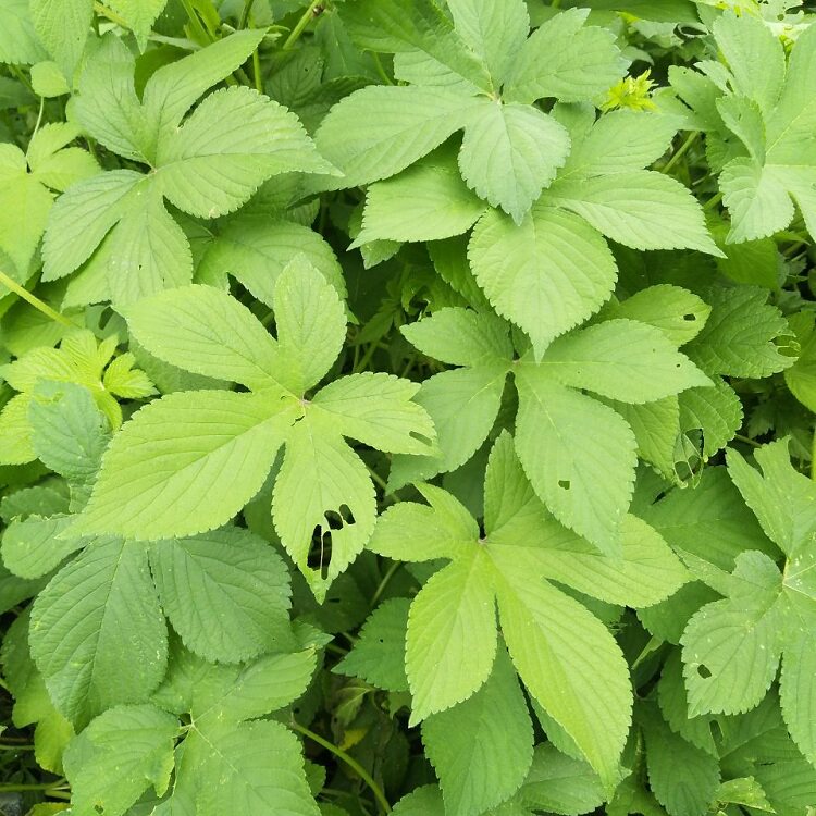 新鲜现采葎草拉拉秧中草药五爪龙刺藤现采割人藤割线藤500克包邮