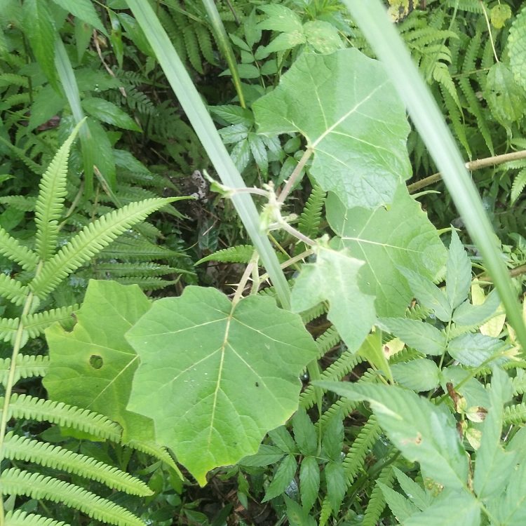 新鲜现采黄果茄牙疼果大苦果野茄果磨莫仔养马刺刺天茄中药材500g