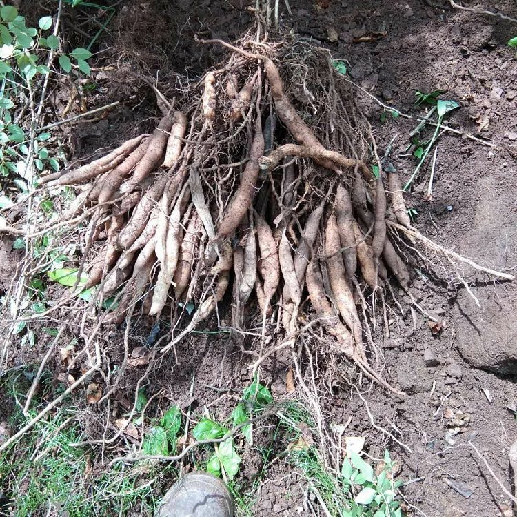 中草药新鲜现挖天门500g优质天冬泡酒生货天冬草天门冬