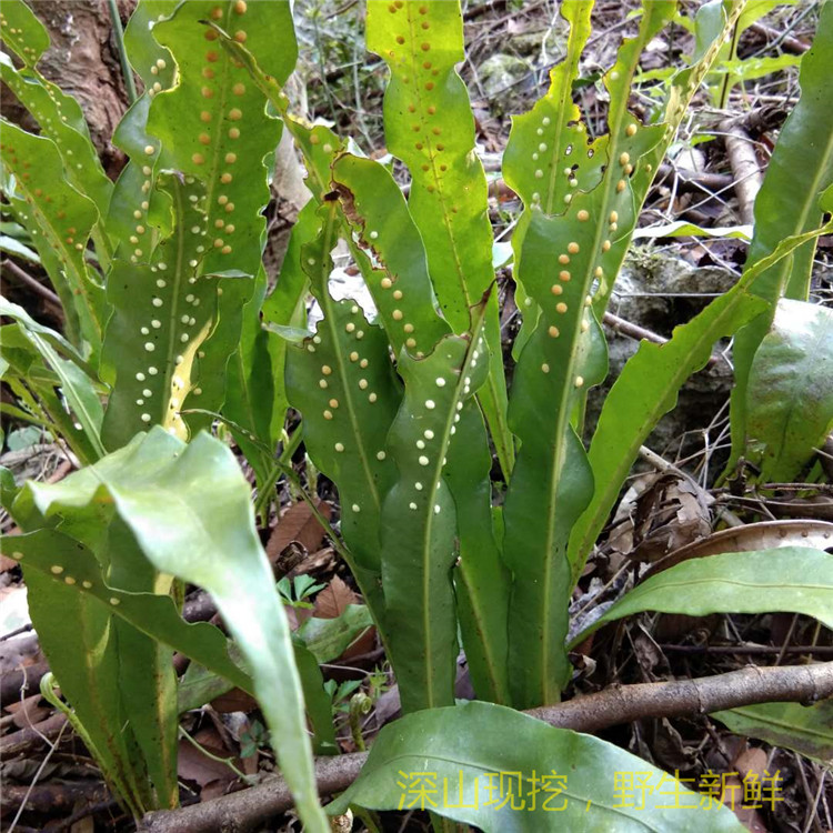 新鲜现挖江南星厥七星草瓦韦小叶骨牌草丹瓦剑草七星剑500g中草药_十