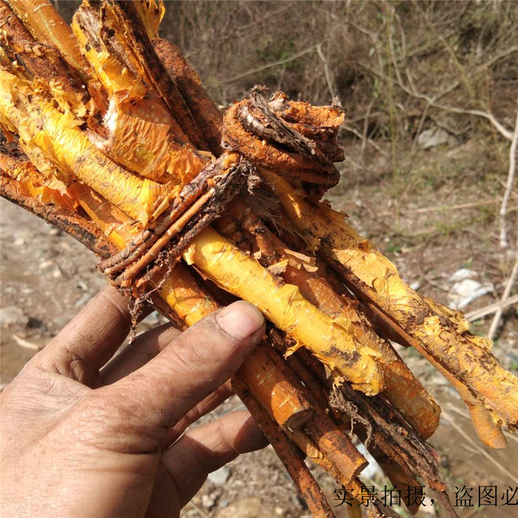 现挖新鲜穿破中草药500g九层皮山荔枝剥壳黄蛇根其他药食同源食品