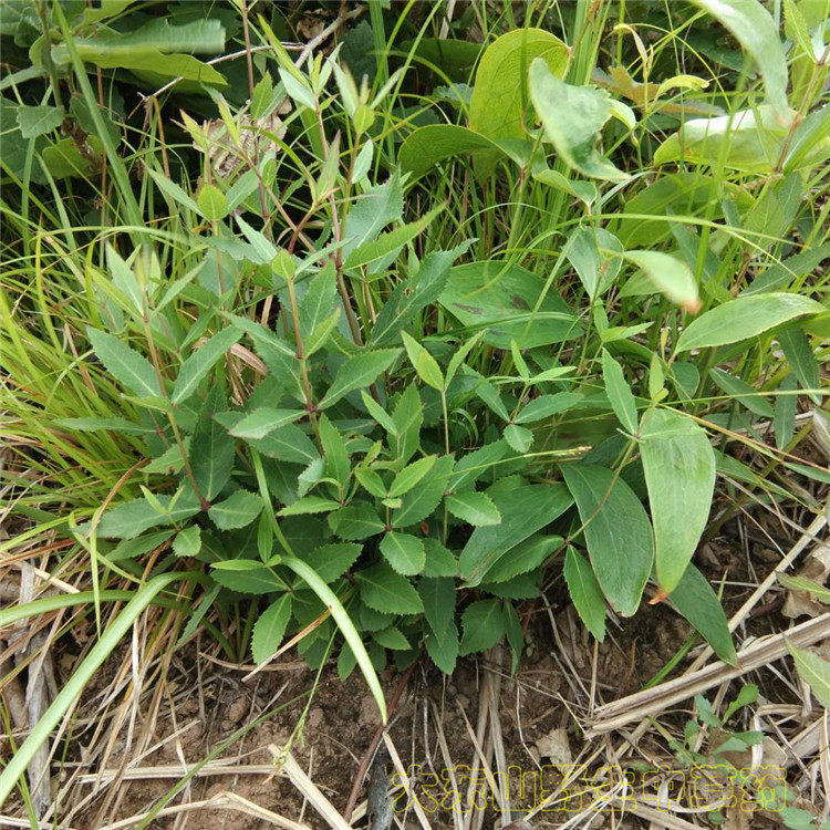 新鲜现挖桔梗中草药苦桔梗500g津梗包袱花铃铛花僧帽花无硫广桔梗