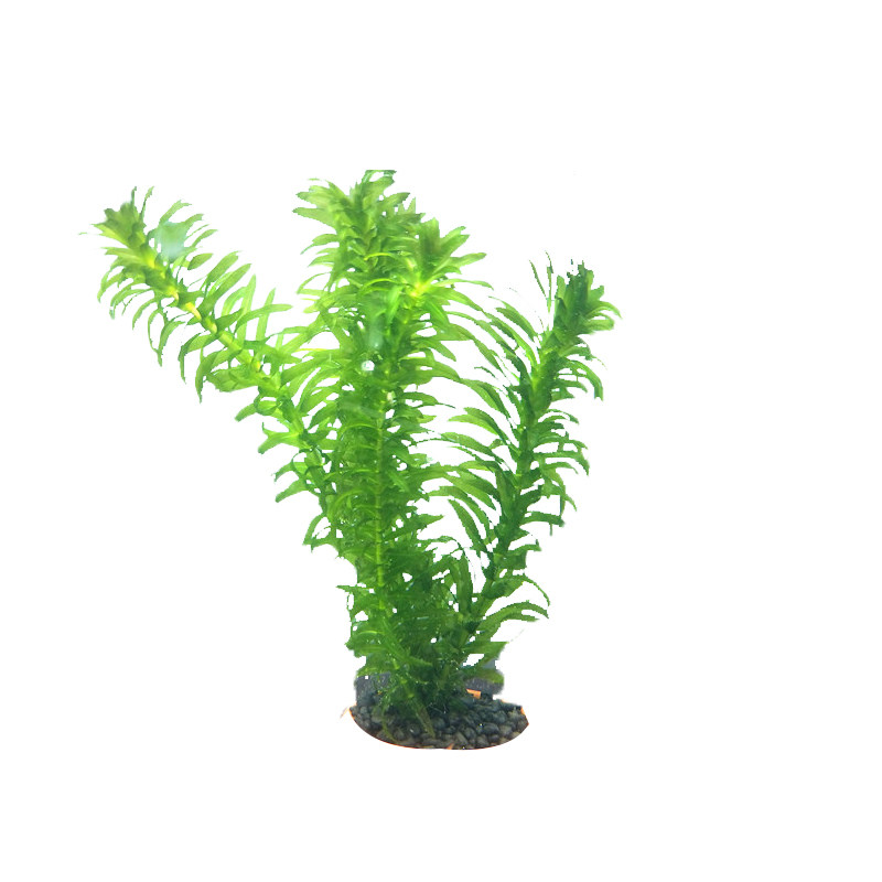 淡水金鱼藻水榕莫丝羽毛绿羽绿菊淡水鱼蜈蚣水草水草