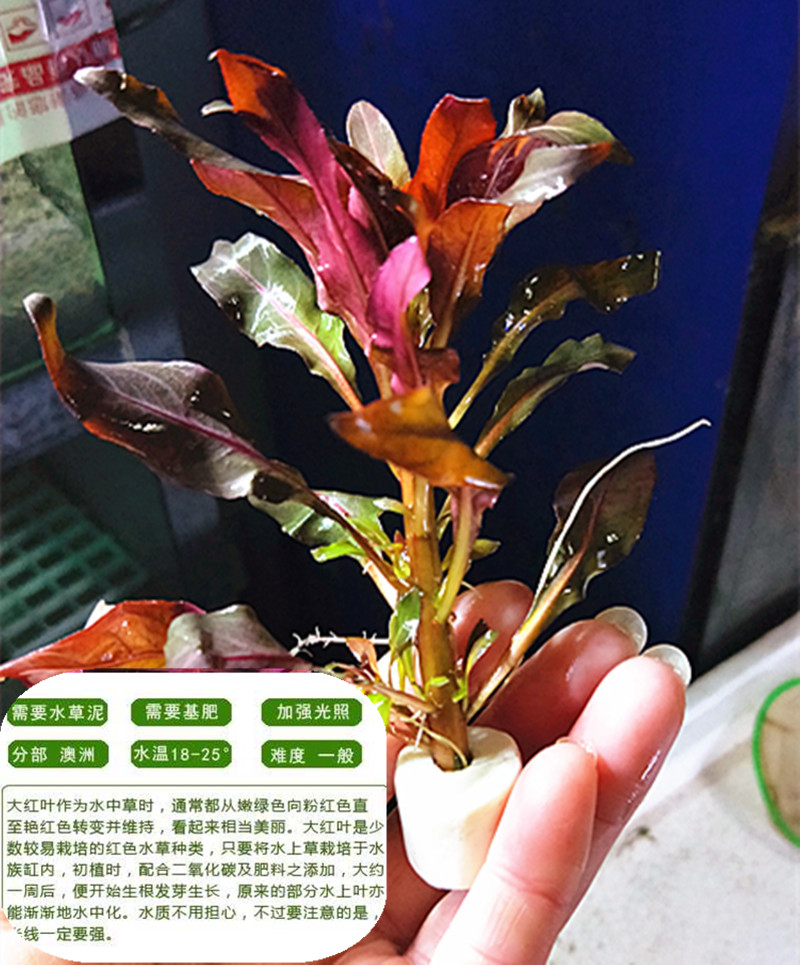 草缸造景 大红叶水草 活体水草 水下叶 鱼缸装饰后景图片