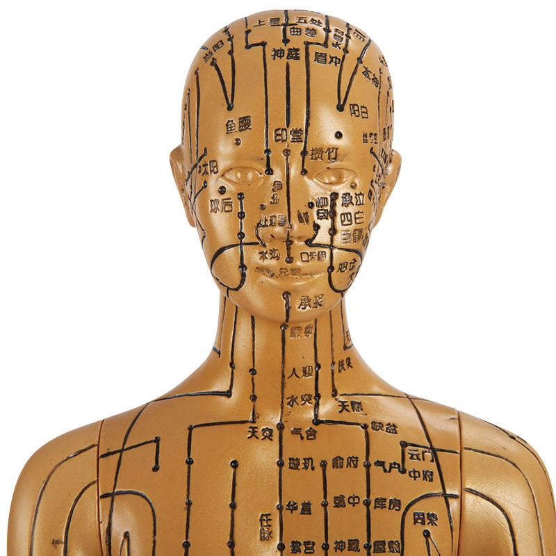 中医针灸穴位人体模型人医学美术经络教学小人全身针灸假人练习