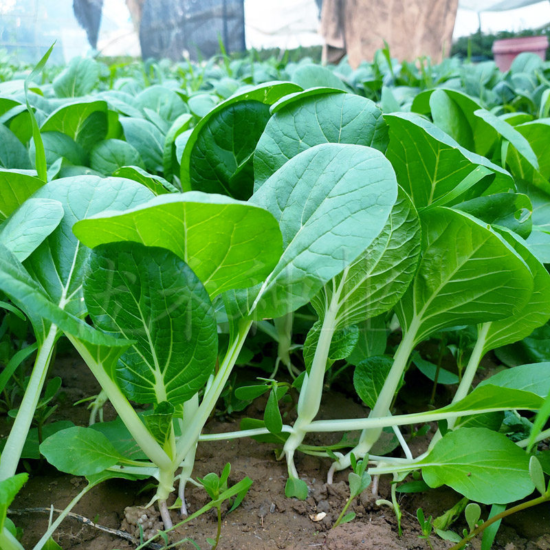 菜种白菜蔬菜盆栽秋季春秋菜籽四季青种籽叶小白家庭园艺种子