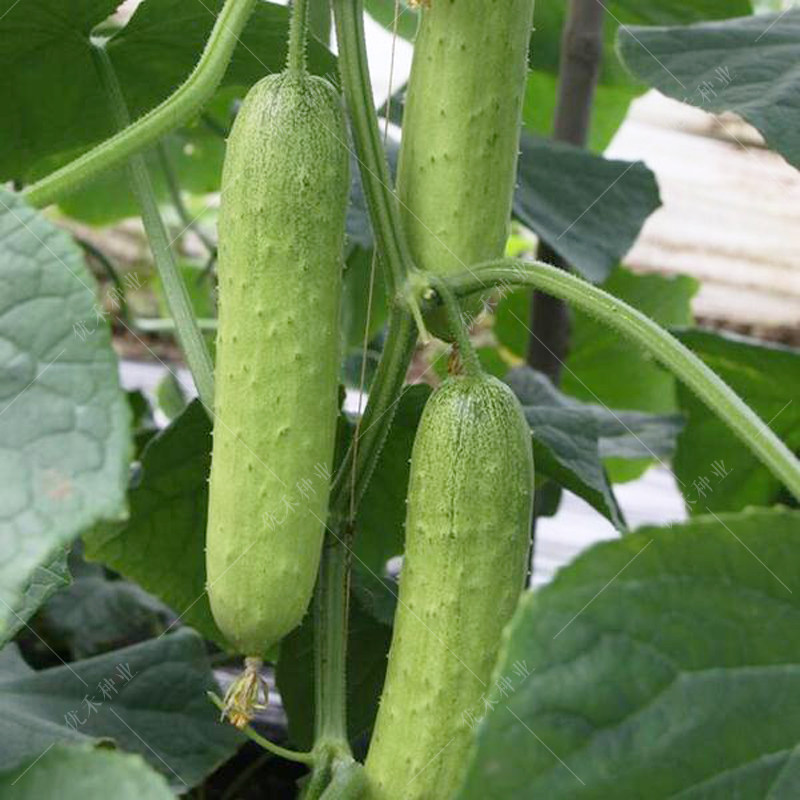 黄瓜传统老黄种子水果蔬菜种籽孑旱农家转基因家庭园艺种子