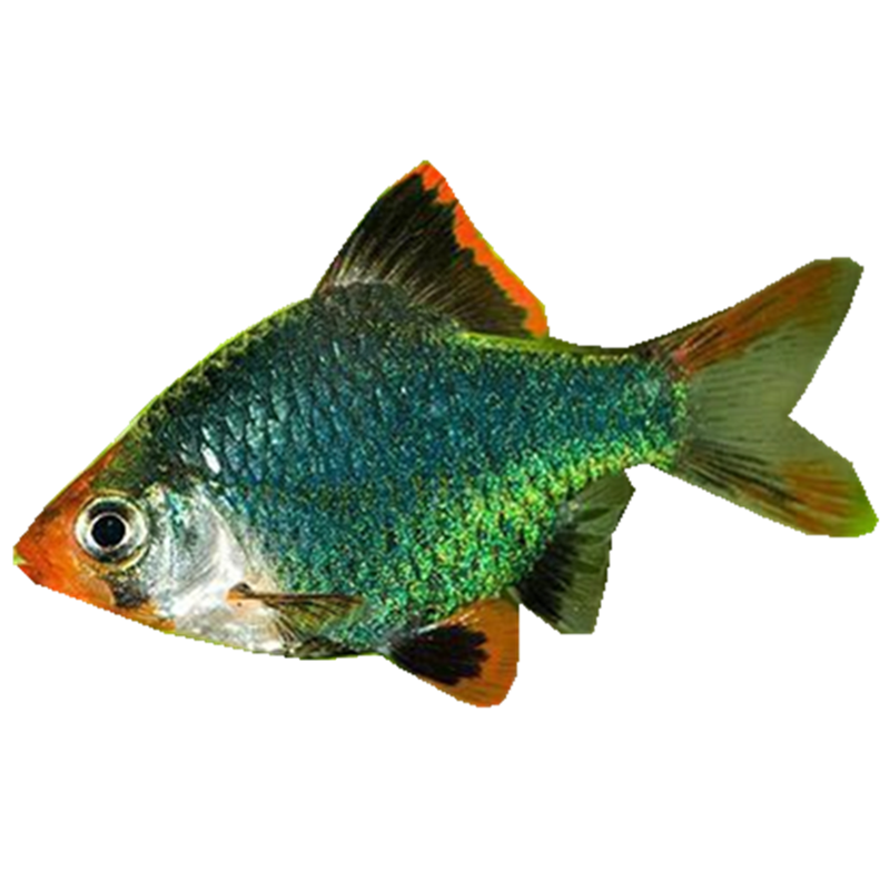 活体中小型宠物热带观赏包活虎皮蓝皮鱼金皮群鱼