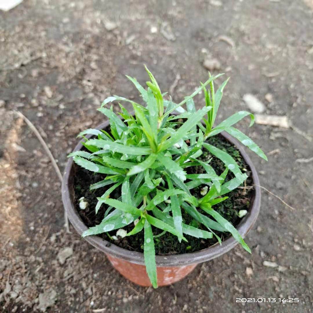 重瓣珍珠蓍草耐寒耐热多年生宿根植物喜阳开花宿根