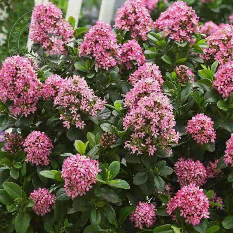 南美鼠刺常绿灌木植物多年生耐寒耐热开花花园观叶