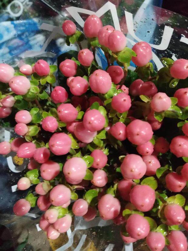 红豆红豆相思相思豆鲜花基地地直云南昆明斗南同城鲜花速递同城