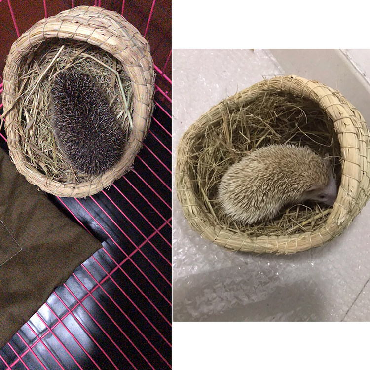 刺猬冬天小窝宠物非洲迷你保温窝幼房子躲避窝