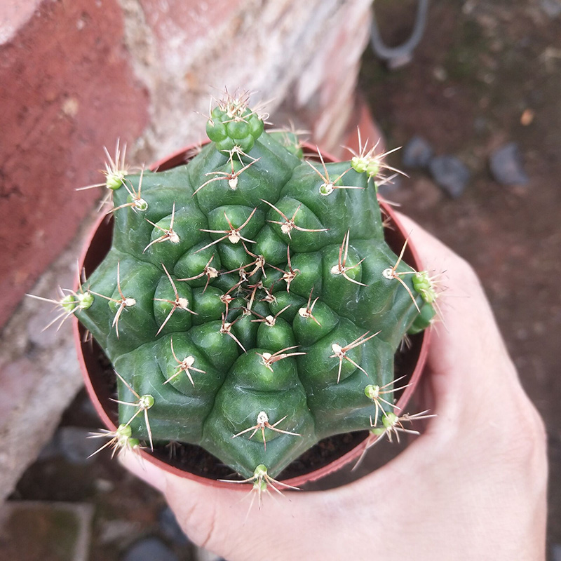 绿牡丹仙人球易养易开花室内阳台庭院多肉植物多肉植物