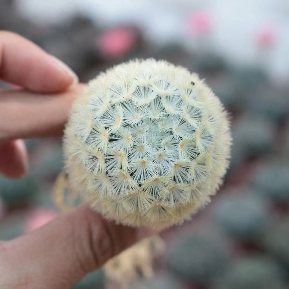 实生嘉文开花仙人球突乳球软毛扎手多肉植物多肉植物