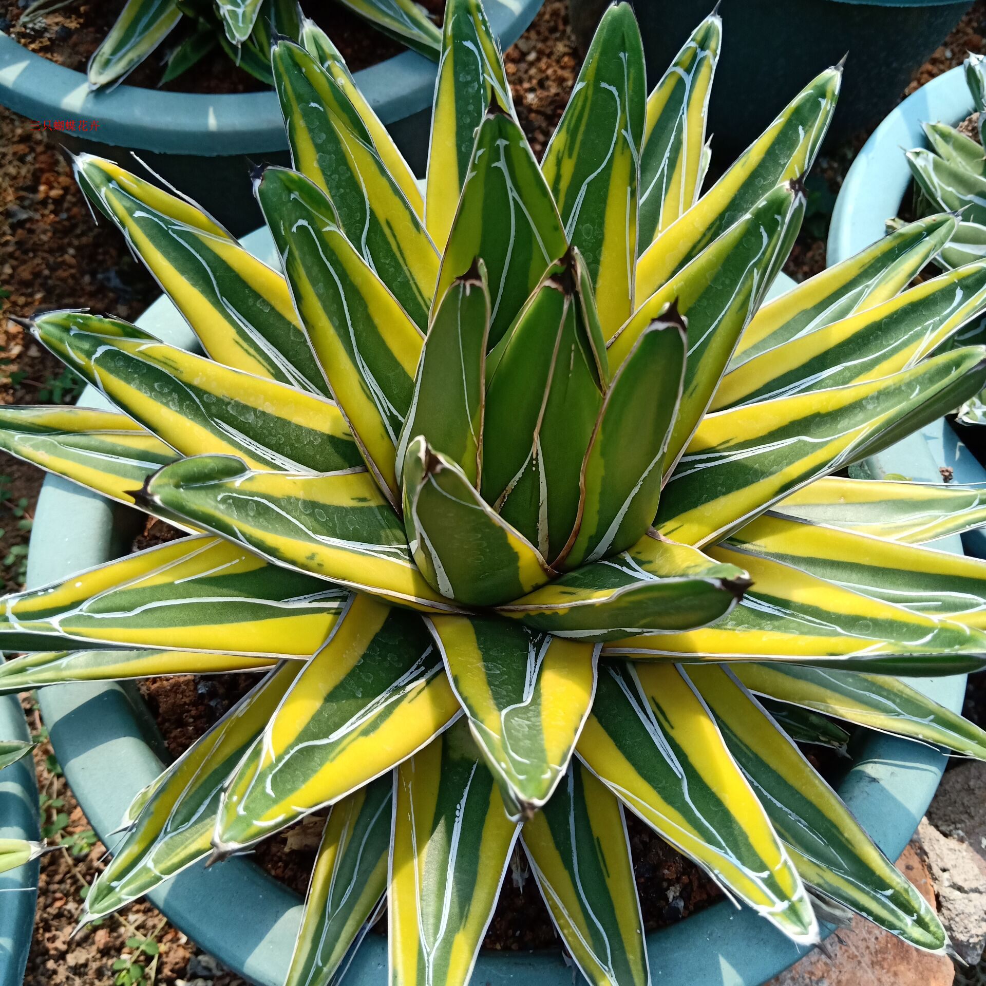 稀有笹之雪锦精选龙舌兰颗世之雪锦多植物办公室多肉植物