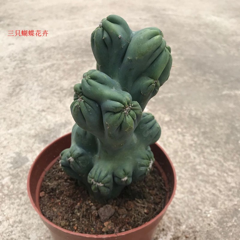 稀有紫云罗汉山影仙人掌系列多肉植物室内防辐射多肉植物