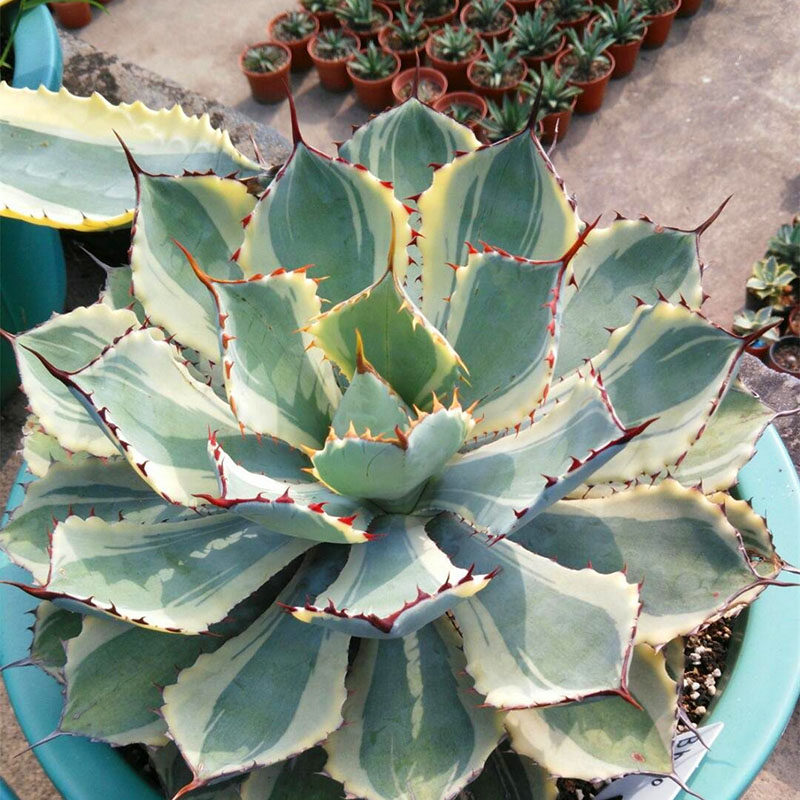 三只蝴蝶龙舌兰科吉祥祥冠防辐射多肉植物盆栽多肉植物