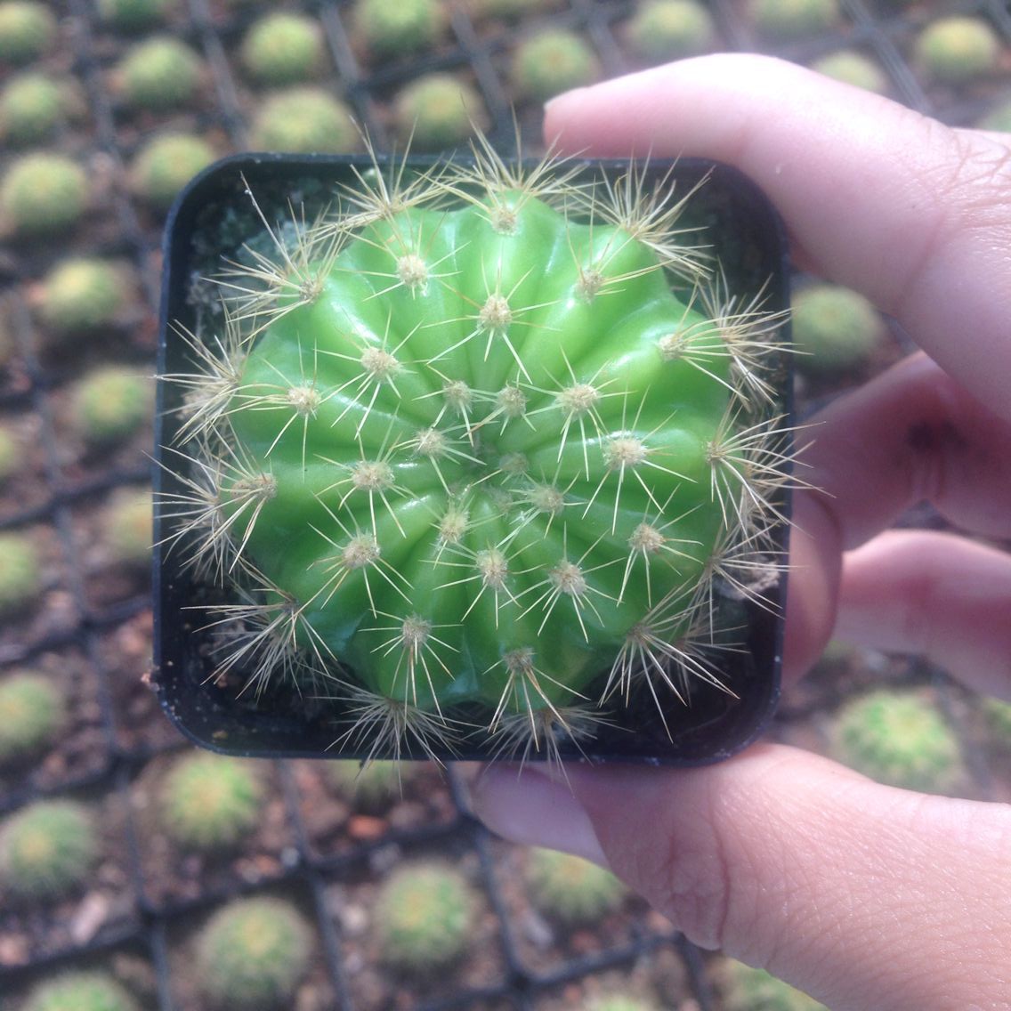 开大精品仙人玻璃花开花多植物防辐射自根34cm多肉植物