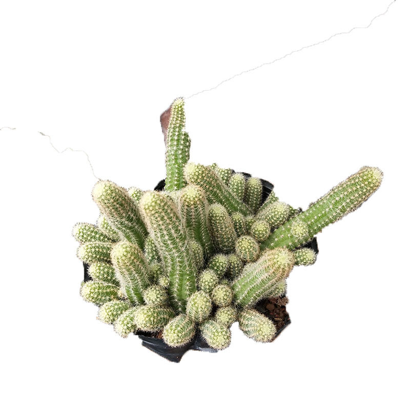 仙人白檀缀化侧芽枝条会开漂亮橘红小花多肉多肉植物