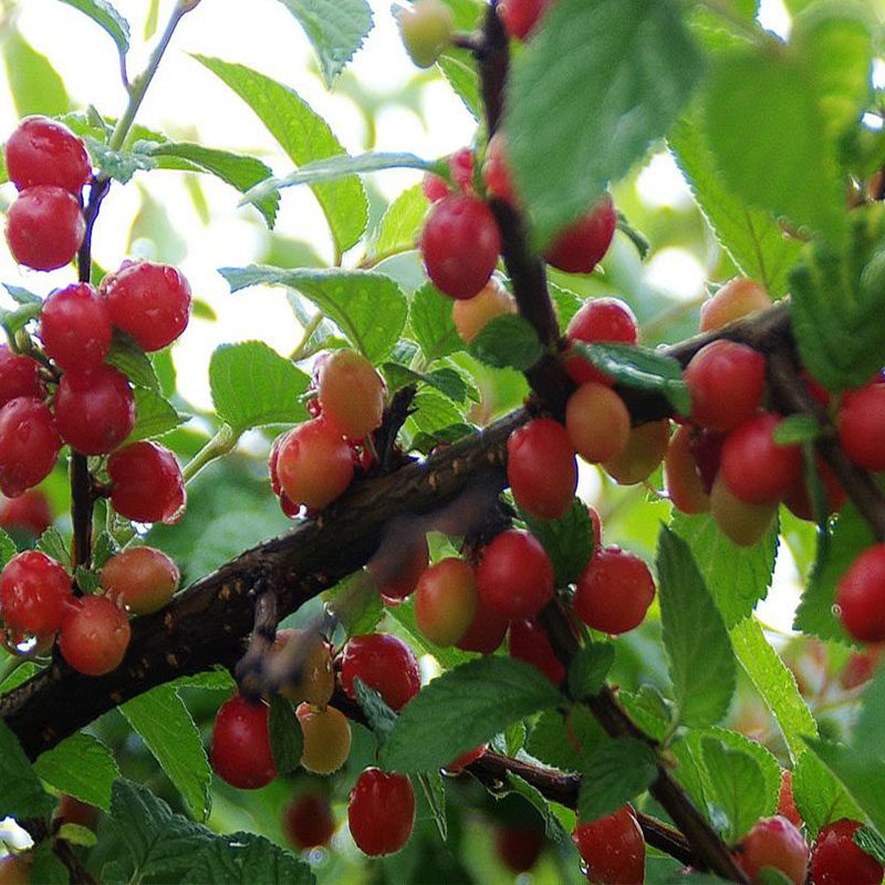 耐寒东北小樱桃野生山樱桃樱桃树树苗南特大北方地果树