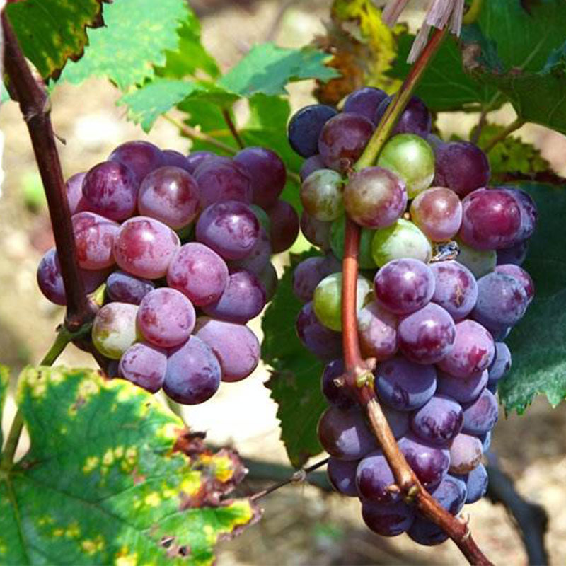 巨峰葡萄树活苗特大果苗南北方庭院种植地栽盆栽果树