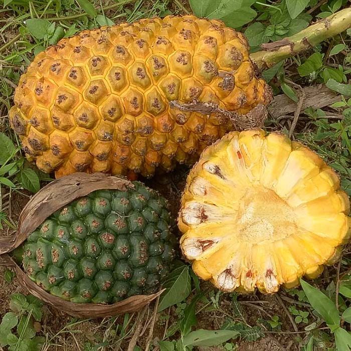 顺丰现采野生中草药材假菠萝露兜果帕梯罗金堆野菠萝山菠萝