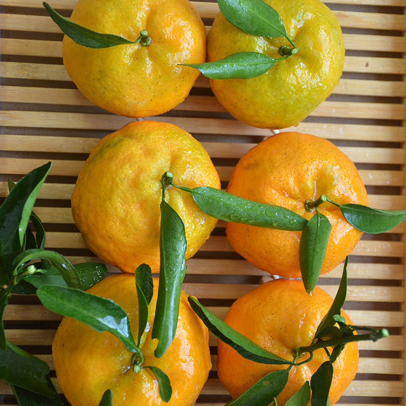 贵州新鲜椪柑橘子10斤现摘水果包邮柑桔当季桔子