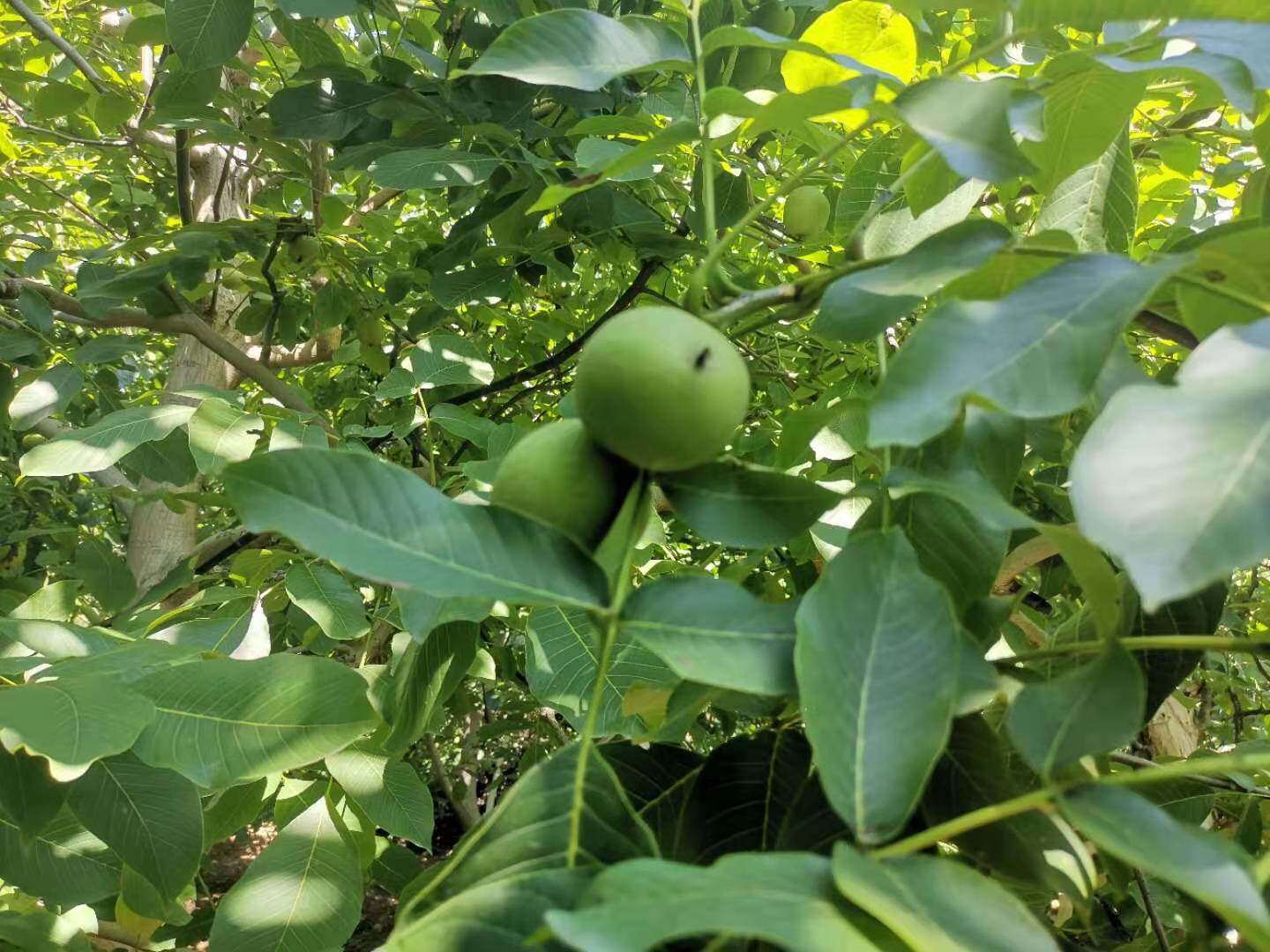灵宝高山特产食用薄皮皮纸核桃新鲜现摘果园纸皮