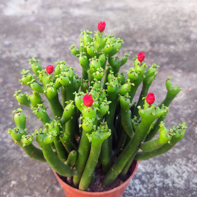 盆栽好运绿植桌面室内办公室办公植物招财棍多多肉植物