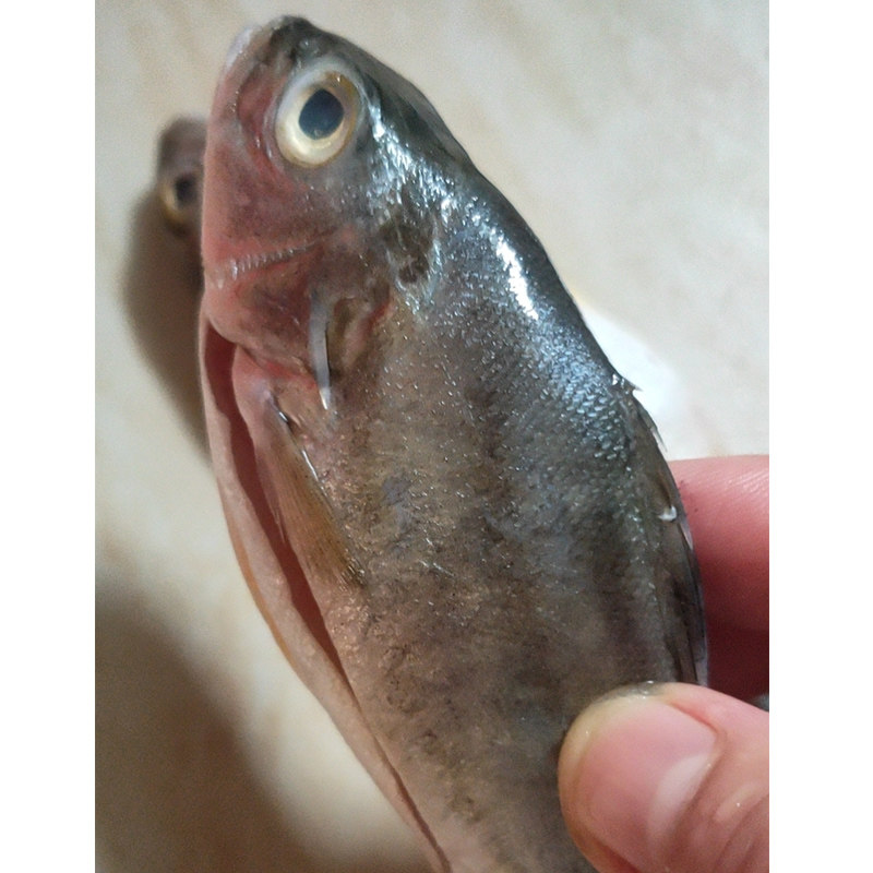 深海丁公鱼湛江特产新鲜当天海钓野生海鱼百利来鱼海鲜水产1斤装