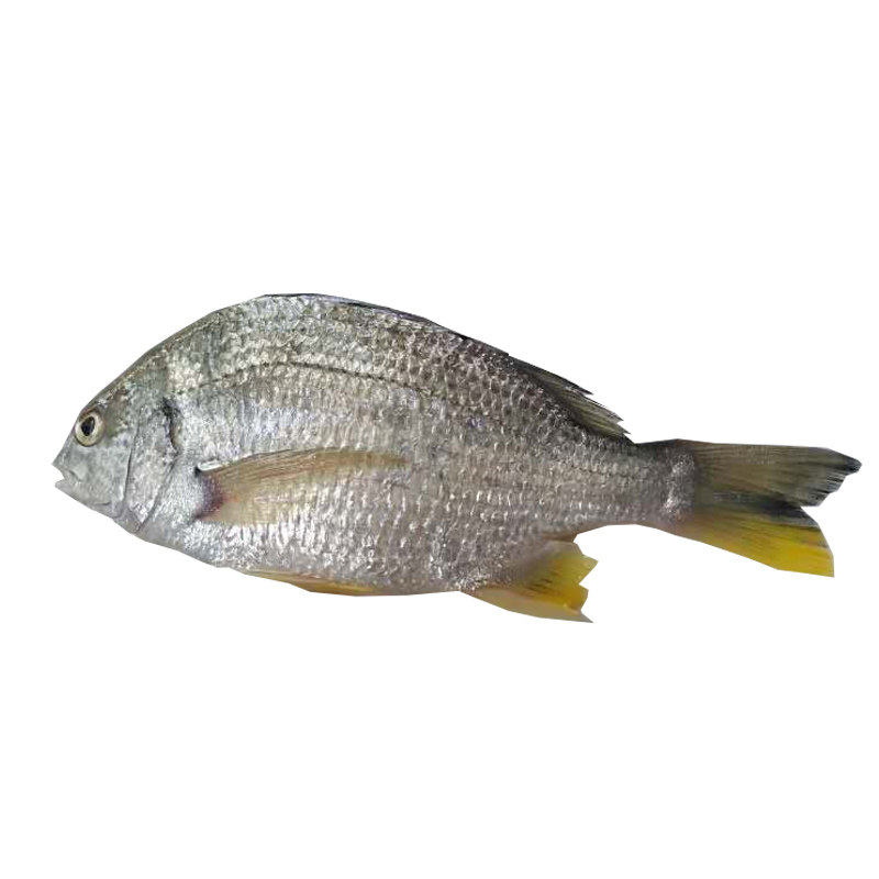 湛江黄翅鱼野生鲜活海鲜深海鱼黄鲷鱼当天海钓黄立鱼黄脚3斤包邮