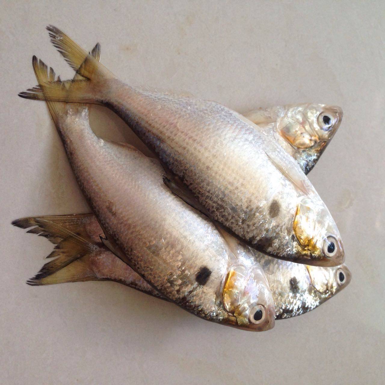 湛江特产黄鱼新鲜当天天海捕捞鲜活活鱼野生其它