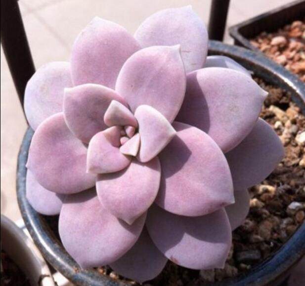 多肉砍头华丽风车提神驱蚊杀菌种苗植物趣味多肉植物