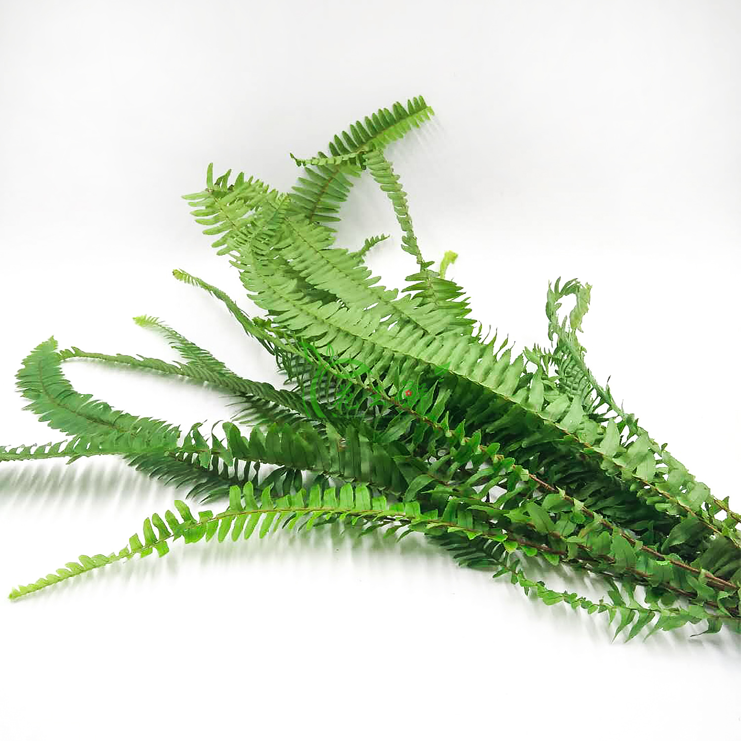 新鲜海草排草蕨类20支食用酒店饭店西餐摆菜盘时令草本花卉