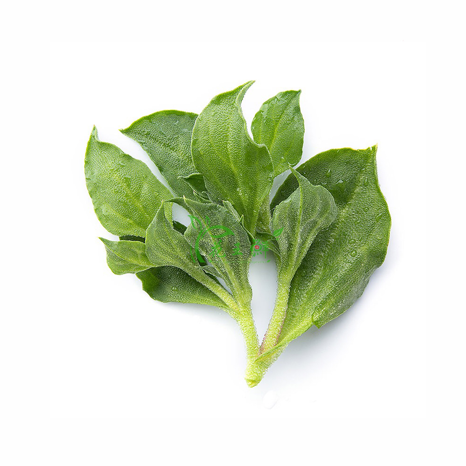 冰草新鲜冰菜冰叶非洲西餐凉拌沙拉蔬菜酒店其它