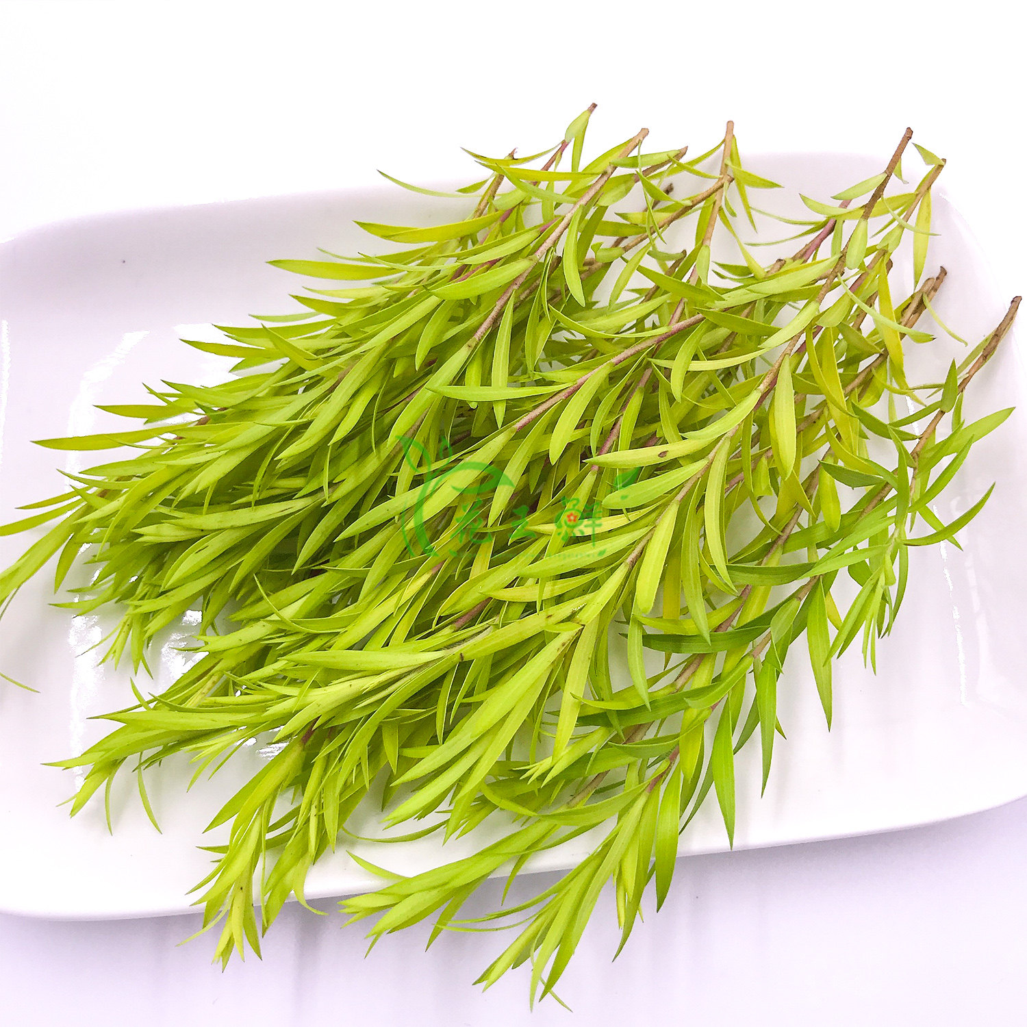 新鲜黄金柳芽酒店西餐日料烘焙花草摆盘装饰时令草本花卉