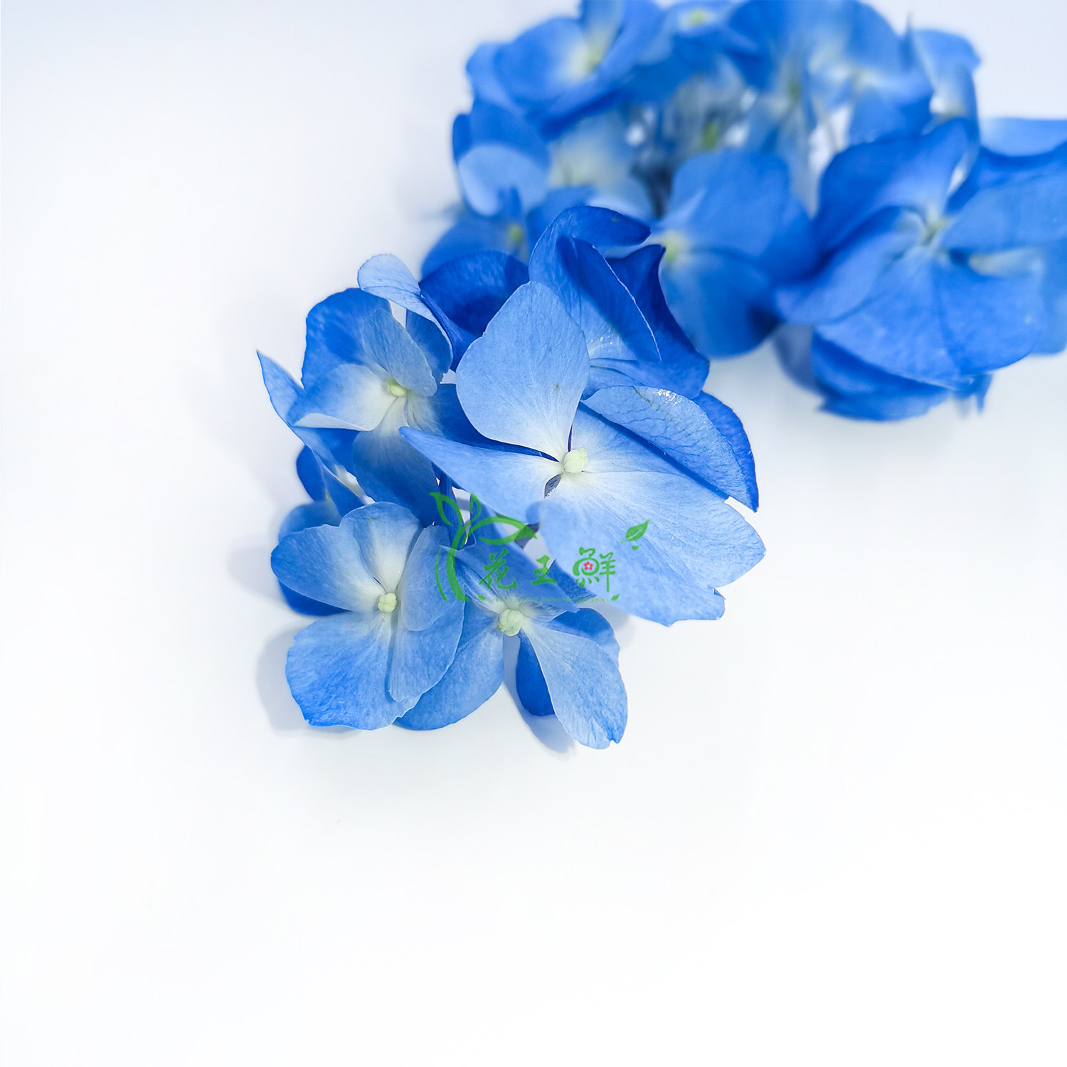 绣球摆盘新鲜蓝色酒店西餐蛋糕装饰点缀花草时令草本花卉