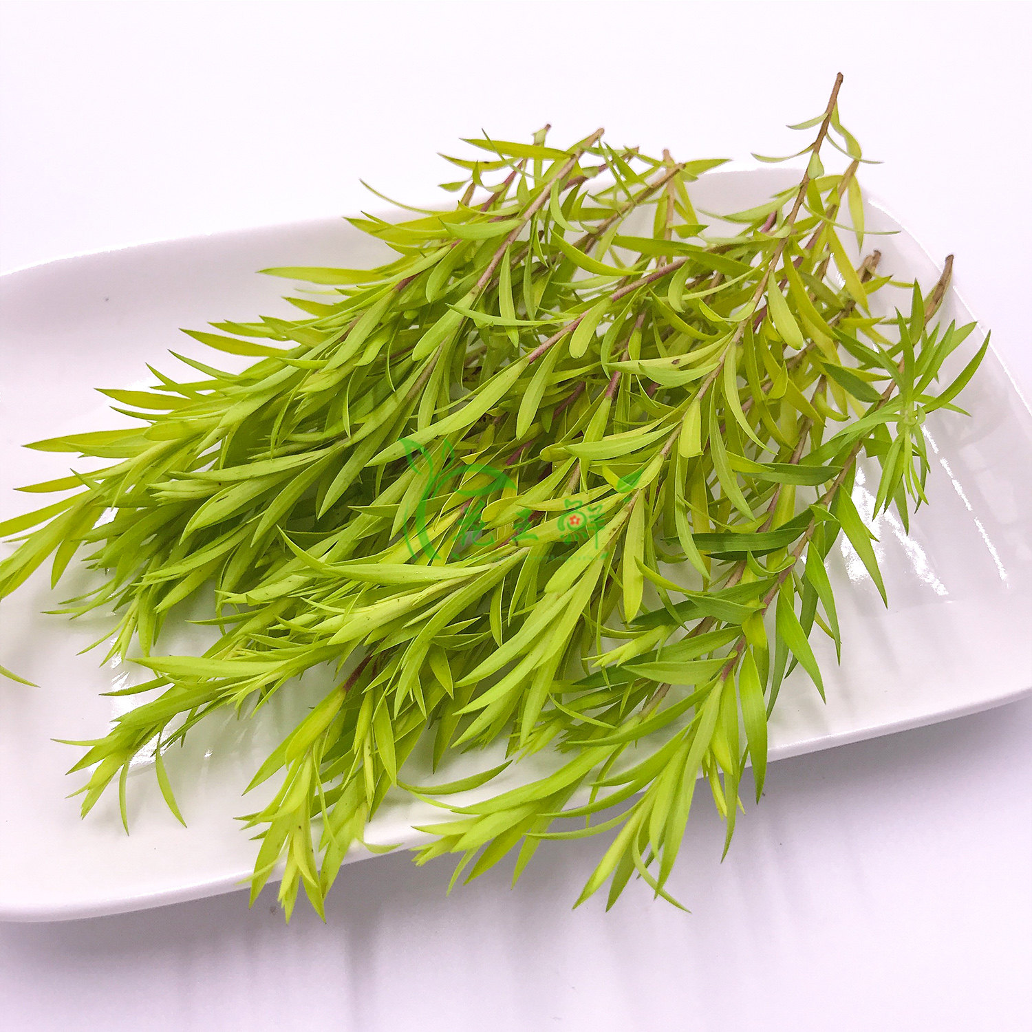 新鲜黄金柳芽酒店西餐日料烘焙花草摆盘装饰时令草本花卉