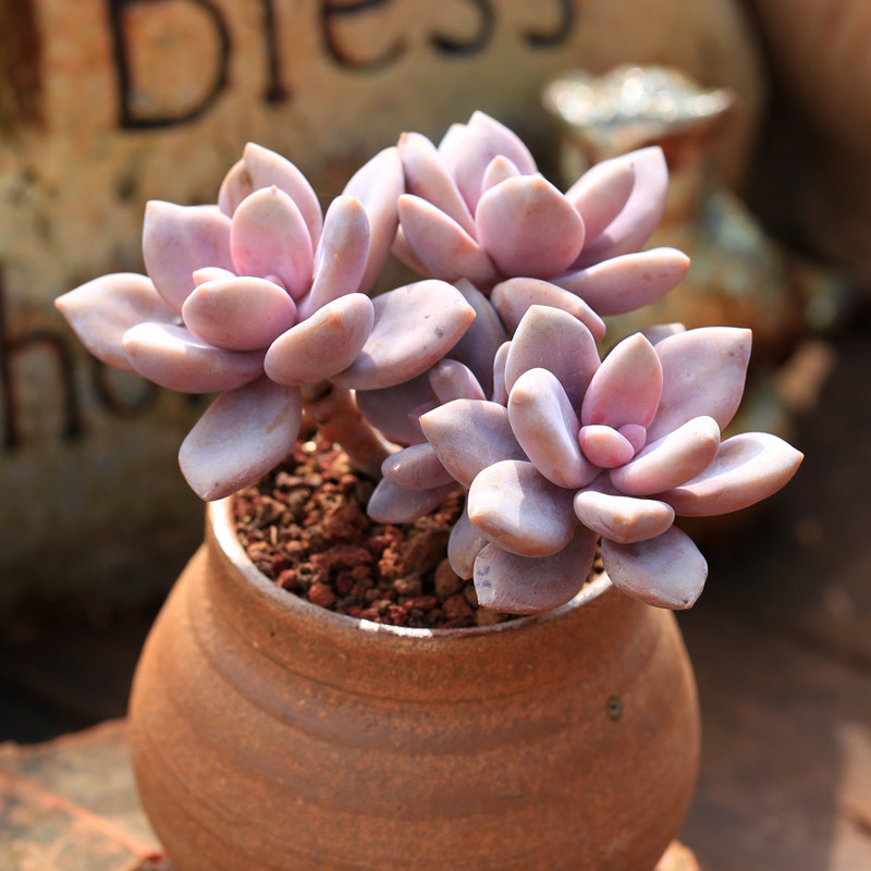 桃霜老桩多肉植物云南养活稀有室内甲醛肉肉多肉植物