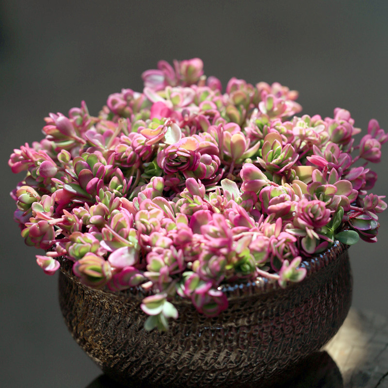 太阳花锦多肉植物大株群生多头16cm左右 梦想花园肉肉绿植盆栽花