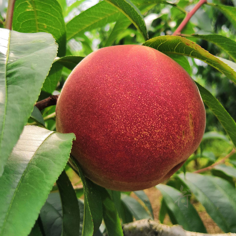 永乐艳红红桃5斤贵州贵阳特产蜜桃鲜红桃子桃